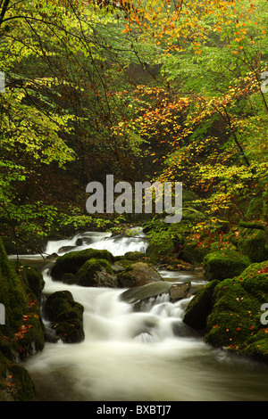 Herbstlaub über den Fluss Stockghyll, Ambleside, Cumbria Stockfoto