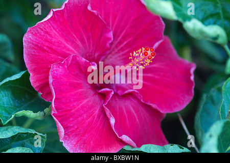 Nahaufnahme von roten Hibiskusblüte Stockfoto