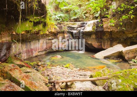 Moos Garten in Carnarvon Gorge, Carnarvon National Park, Injune, Queensland Stockfoto