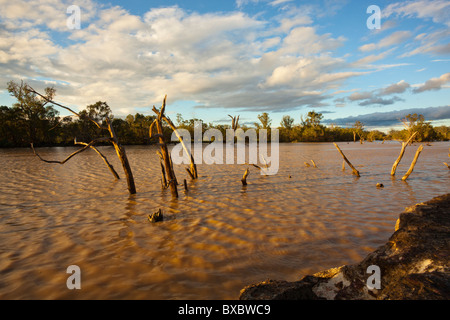 Sonnenuntergang auf der überfluteten tote Bäume am Balonne River in der Nähe von St. George, southern Queensland Stockfoto