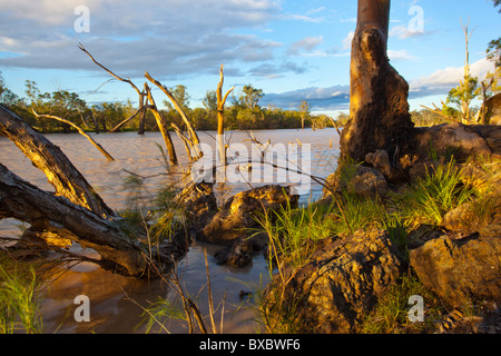 Sonnenuntergang auf der überfluteten tote Bäume am Balonne River in der Nähe von St. George, southern Queensland Stockfoto