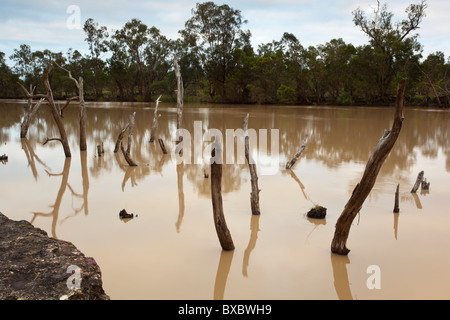 Dead River Red Zahnfleisch in den überfluteten Balonne River in der Nähe von St. George im südlichen Queensland Stockfoto