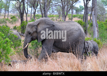 Mama und Baby Elefanten in den Wäldern. Kruger National Park, Südafrika. Stockfoto