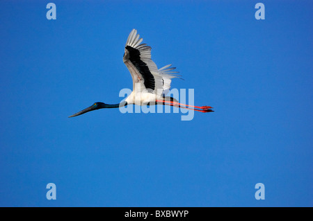 Der in der Nähe von bedroht Female Schwarzhals-Storch - Nahrung Asiaticus im Flug Stockfoto