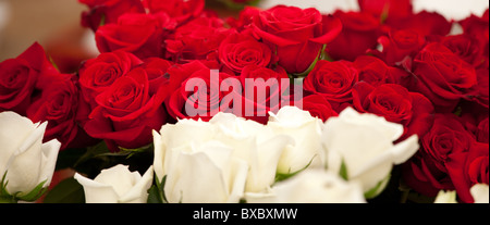 Panorama von vielen weißen und roten Rosen zu verkaufen. Stockfoto