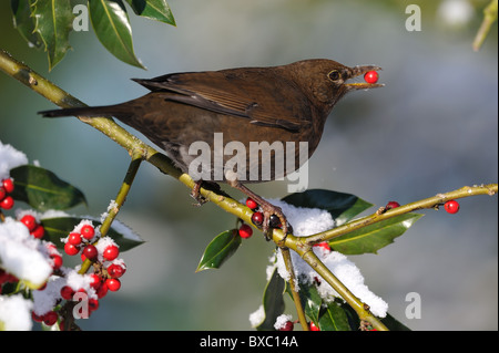 Eurasische Amsel - Amsel (Turdus Merula) weibliche Essen Beeren der Stechpalme (Ilex Aquifolium) im winter Stockfoto