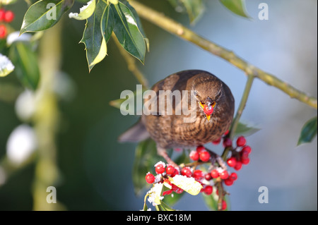 Eurasische Amsel - Amsel (Turdus Merula) weibliche Essen Beeren der Stechpalme (Ilex Aquifolium) im winter Stockfoto