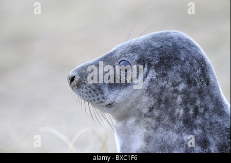 Grey seal (Halychoerus Grypus - Halichoerus Grypus) Portrait von einem grauen pup - Lincolnshire - England Stockfoto