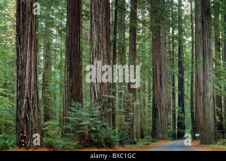 Redwood-Bäume am Rockefeller Wald im Humboldt Redwoods State Park in der Nähe von Albee Creek Campground, Kalifornien, USA Stockfoto