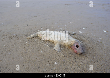Grey seal (Halychoerus Grypus - Halichoerus Grypus) toten weißen Welpen am Strand im Winter - Lincolnshire - England Stockfoto