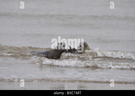 Grey seal (Halychoerus Grypus - Halichoerus Grypus) zwei Weibchen Playfighting in der Brandung im Winter - Lincolnshire - England Stockfoto