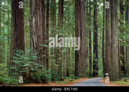 Redwood-Bäume am Rockefeller Wald im Humboldt Redwoods State Park in der Nähe von Albee Creek Campground, Kalifornien, USA Stockfoto