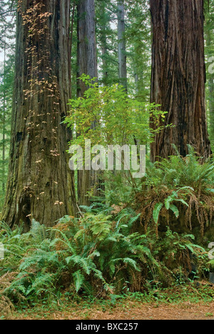 Redwood-Bäume am Rockefeller Wald im Humboldt Redwoods State Park in der Nähe von Albee Creek Campground, Kalifornien, USA Stockfoto