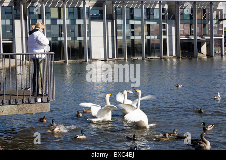 Frau, Fütterung der Vögel im Hintergrund Rathaus von Reykjavik. Tjörnin-Sees, Innenstadt von Reykjavik, Island. Stockfoto