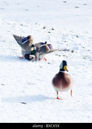 Bruchlandung! Eine Stockente Drake rutscht wie es in den Schnee in Worcestershire landet. England Stockfoto