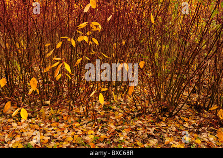 Sträucher in einer Parklandschaft mit herbstlichen Farben Stockfoto