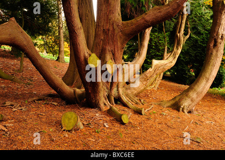 Ungewöhnliche Baumstamm in einer Parklandschaft mit herbstlichen Farben Stockfoto