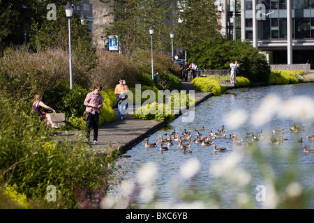 Mann etwas Brot Tjörnin See die Vögel zu füttern. Reykjavik Island Stockfoto