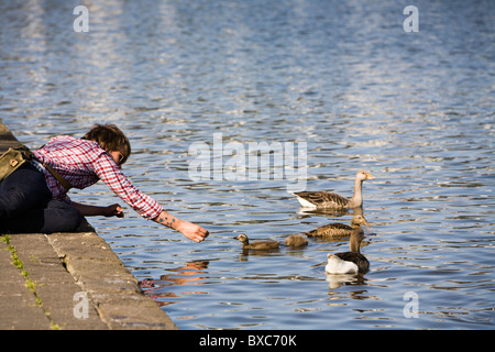 Mann etwas Brot Tjörnin See die Vögel zu füttern. Reykjavik Island Stockfoto