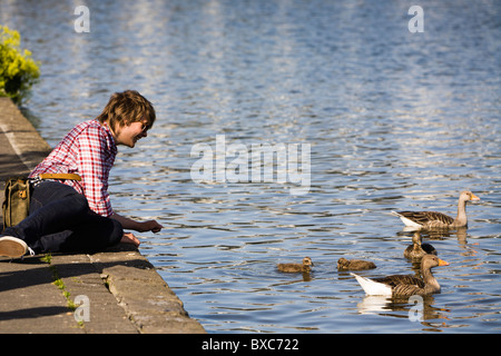 Mann etwas Brot Tjörnin See die Vögel zu füttern. Reykjavik Island Stockfoto