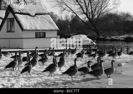 Coltishall Green im Winter, Norfolk. Stockfoto