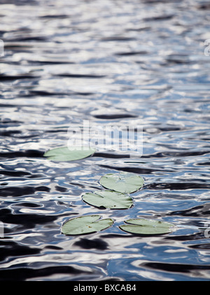 Nördliche Seerose ( Nymphaea candida ) Blätter schwimmend auf der Wasseroberfläche , Finnland Stockfoto