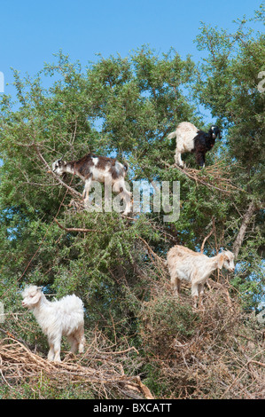 Mehrere Ziegen Klettern Arganbäume in westlichen Marokko, Nordafrika. Stockfoto