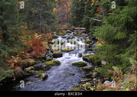 Kleiner Bach im Nationalpark Fulufjall im nördlichen Teil von Schweden, Sarna Dalarna Schweden Stockfoto