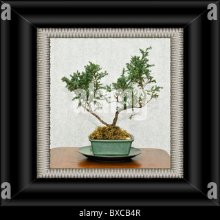 Bonsai Baum, Skizze für Interior Design Stockfoto, Bild: 33463599 ... Bonsai Baum, Skizze für Interior Design Stockfoto, Bild: 33463599 ...