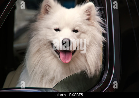 Samoyed Hund sitzt vor Autositz Stockfoto