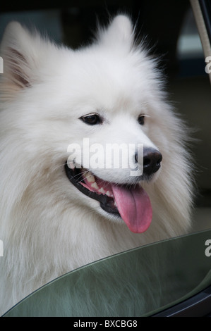 Samoyed Hund sitzt vor Autositz Stockfoto