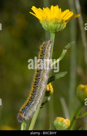 Grass Eggar Falter Raupe (Lasiocampa Trifolii) Stockfoto