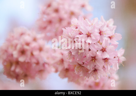 Weiche rosa Blüte von Prunus Shosar blühenden Kirschbaum Stockfoto