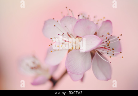 Rosa Kirschblüten Blumen Nahaufnahme Stockfoto