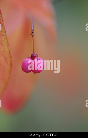 Euonymus Europaeus - gemeinsame Spindel Busch Stockfoto