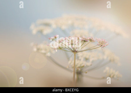 Anthriscus Sylvestris - Kuh Petersilie oder Queen Anne es Lace Blumen mit Sun Flare / Lens Flare Stockfoto