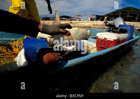 Haifischflossen Camp, Sea of Cortez, Mexiko Stockfoto