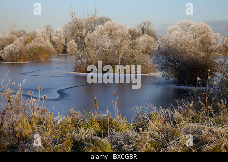 Bäume fallen in Eiskristallen und gefrorenen Angelsee, Bedfordshire, England Stockfoto