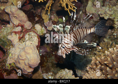 Rotfeuerfische - Pterois Volitans. Rotes Meer giftige Fische in der Nähe von Coral reef Stockfoto