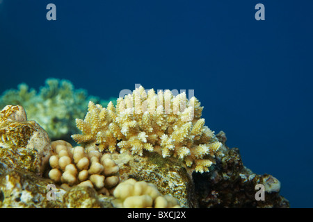 Millepora Dichotoma - Riff-Korallen im Roten Meer Stockfoto