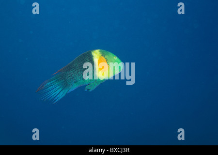 Cheilinus Lunulatus - Riff-Korallen im Roten Meer Stockfoto