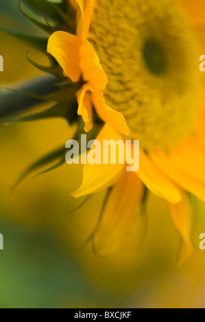 Einzelne gelbe Sonnenblume - Helianthus annuus Stockfoto