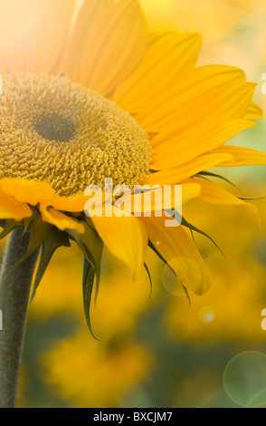 Sonnenblume - Helianthus Annuus mit Lens Flare - Sun Flare Stockfoto