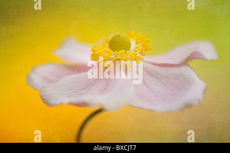 Eine einzelne Blume rosa japanische Anemone - Anemone Japonica Stockfoto