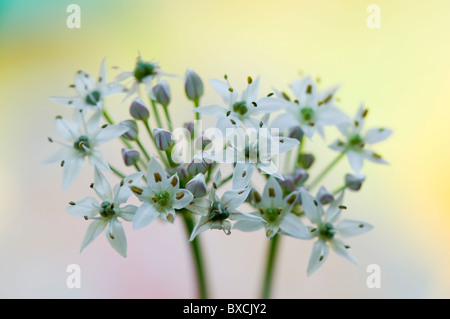 Allium Ursinum - Bärlauch weiße Blumen Stockfoto