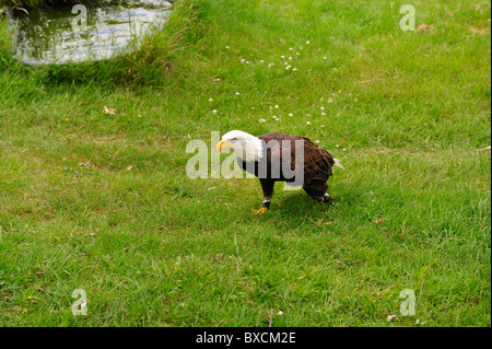 Weißkopf-Seeadler auf der Wiese im Harz. Stockfoto