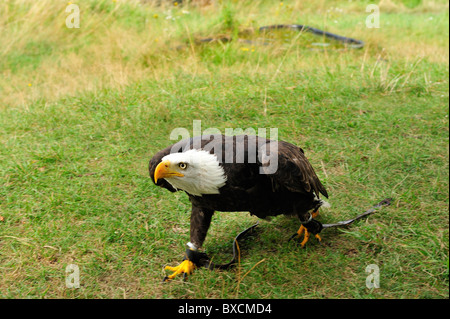 Weißkopf-Seeadler auf der Wiese im Harz. Stockfoto