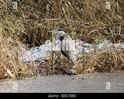 Graureiher im Winter Coate Wasser Park Stockfoto