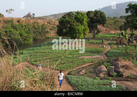 Fruchtbares Ackerland liegt in der Stadt von Hastings in Sierra Leone, Westafrika. Stockfoto