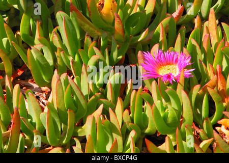 Ice-Werk (Hottentotten Fig, CARPOBROTUS EDULIS) Blume blühen am Strand auf Coronado Island, San Diego, Kalifornien, USA. Stockfoto